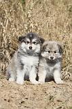 CHIEN FINNOIS DE LAPONIE 354